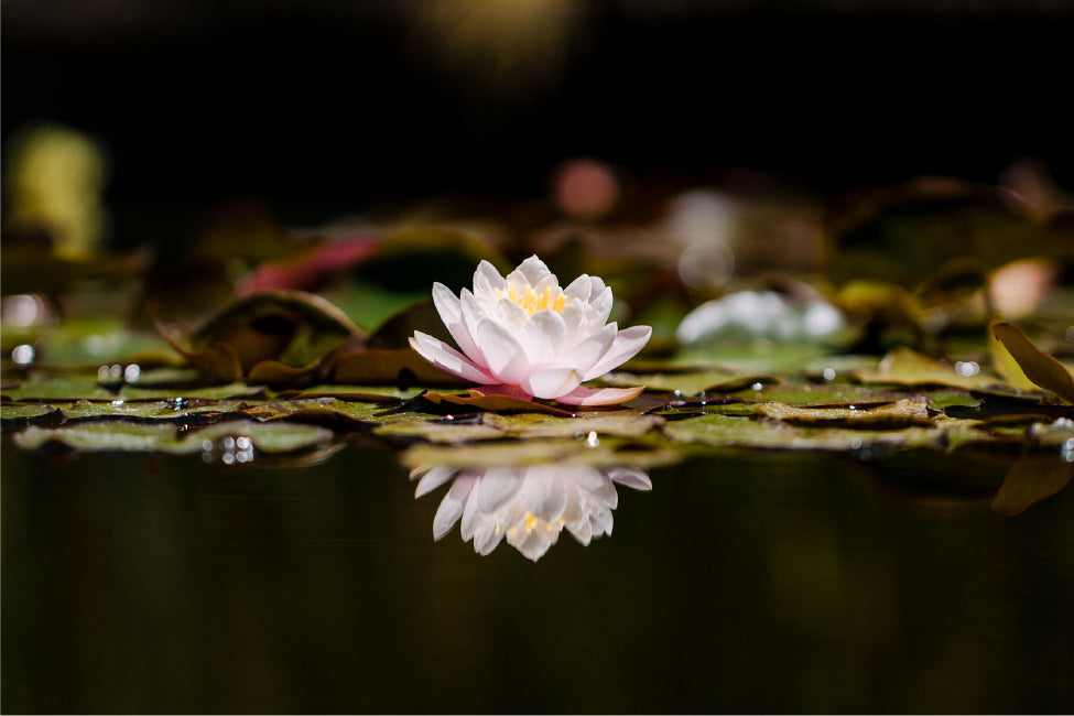 Reclaiming Your Power: The Psychology, Neuroscience, and Energy Behind Personal Transformation
